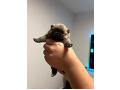 2-1-small-3