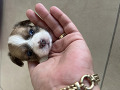 2-1-27525-small-3