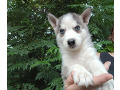 -small-4