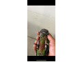 -small-2