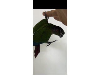 האכלת יד ברמה גבוהה חמוד מתאים לילדים