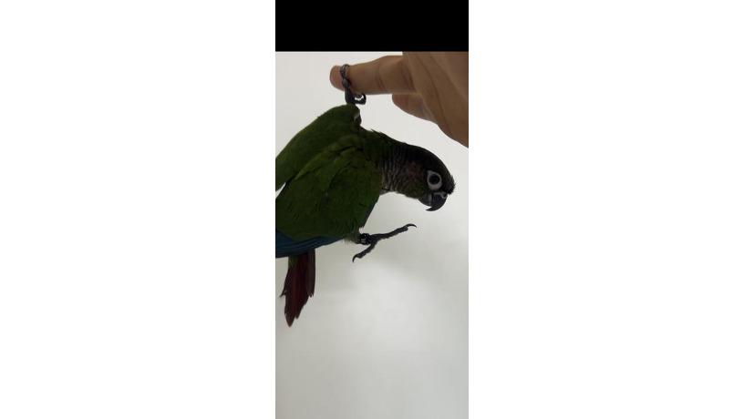 -big-0