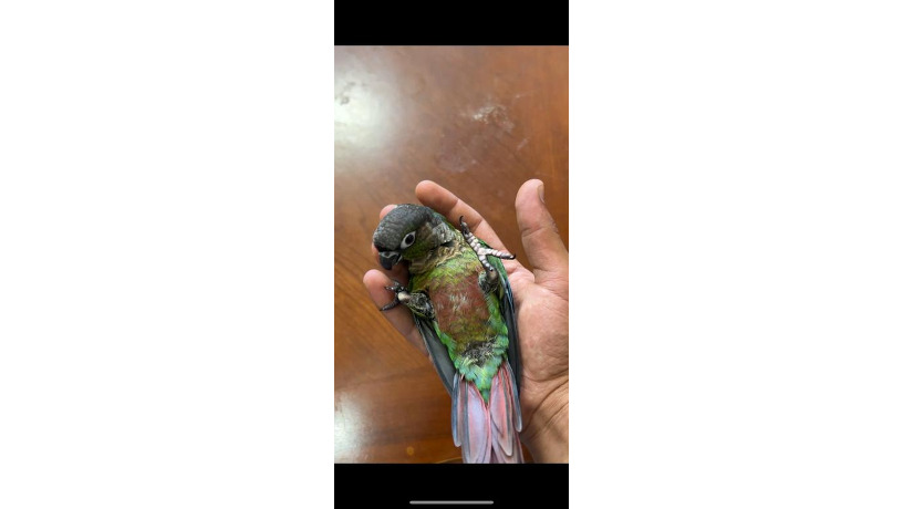 -big-1