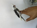-small-2