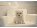 -small-2