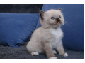 -small-2