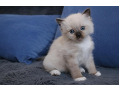 -small-3