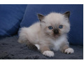 -small-1