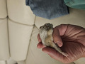 -small-3
