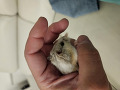-small-2