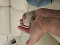 -small-1