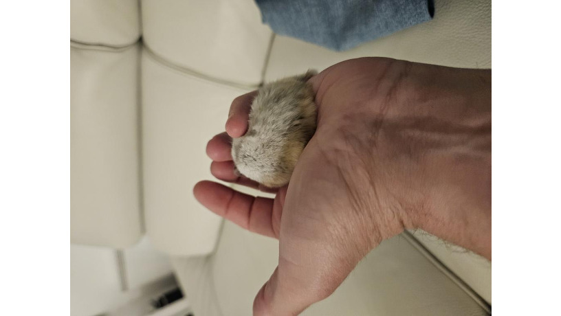 -big-1