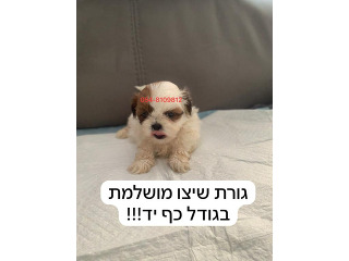 לאוהבי איכות בלבד גורת שיצו