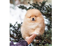 -small-1