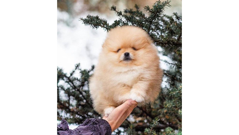 -big-1