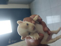 -small-1
