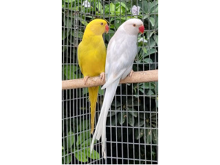 נקבה פייד קינמון כחולה