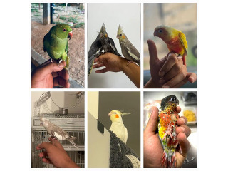 מבחר תוכים האכלות יד ברמות
