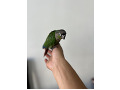 -small-1