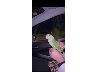 אלכסנדרין נקבה ענקית בת כחמש