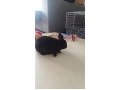 -small-3