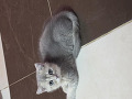 -small-3