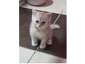 -small-4