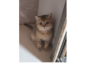 -small-2