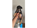 -small-3