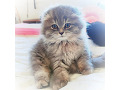 -small-7