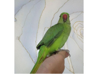 תוכי דררה האכלת יד לשעבר
