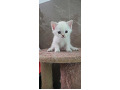 -small-3