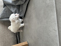 -small-2