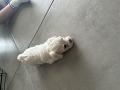 -small-3