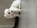 -small-4