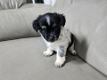 -small-4