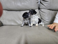 -small-5