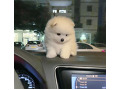 -small-1