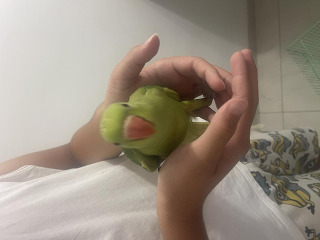 3 תוכי דררה בני