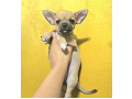 -small-0
