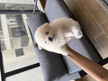 -small-3