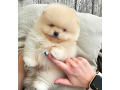 -small-1