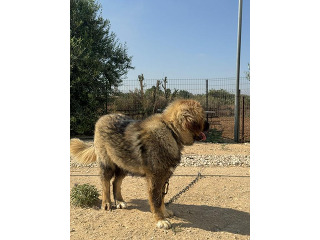 כלבים רועה קווקזי מכירה