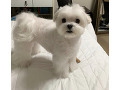 -small-0