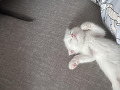 -small-1