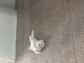 -small-2