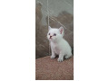 -small-2