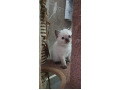 -small-1