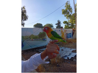 תוכי אכלת יד נחמד עם ילדים