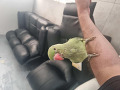 -small-4